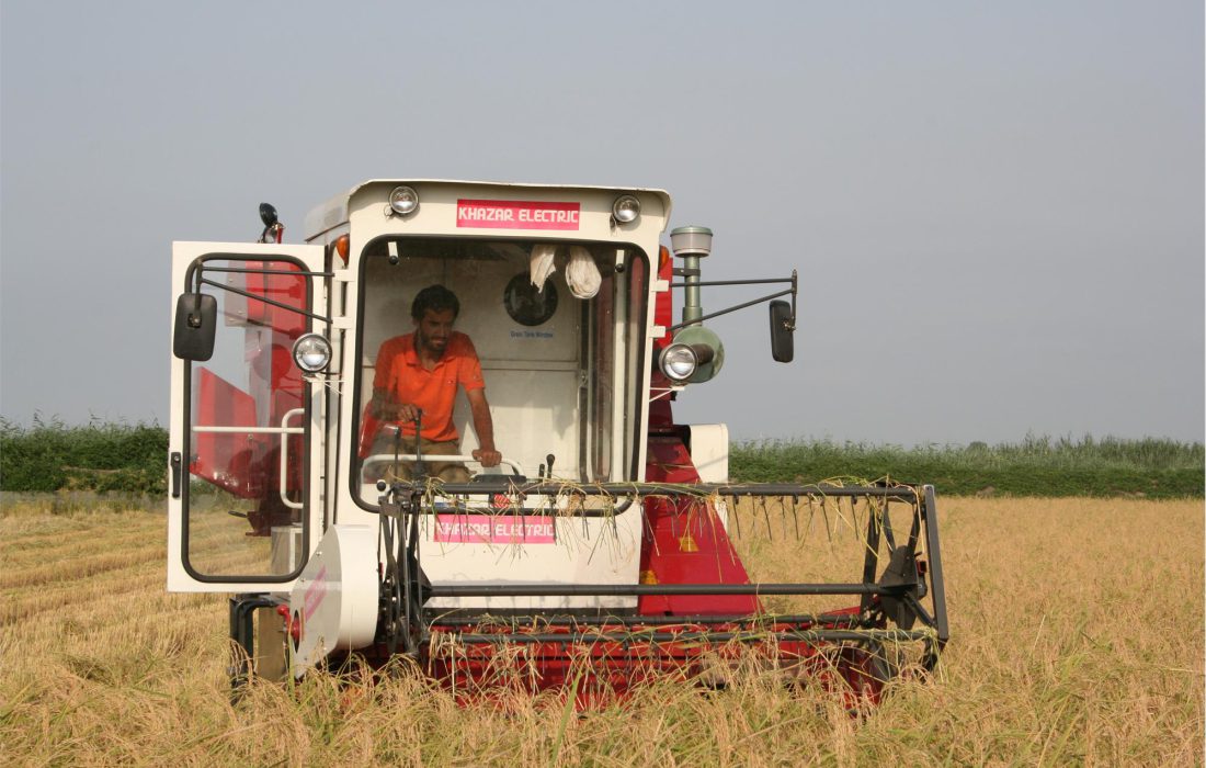 آغاز برداشت برنج از ۵۵۰۰ هکتار ‌مزارع کهگیلویه و بویراحمد