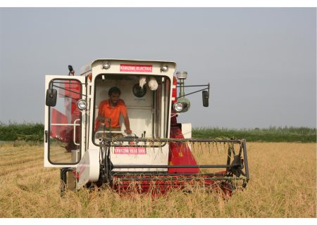 آغاز برداشت برنج از ۵۵۰۰ هکتار ‌مزارع کهگیلویه و بویراحمد