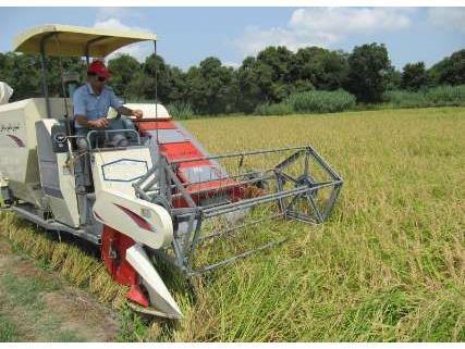 پیش بینی برداشت بیش از ۳ هزار تن برنج سفید در ایلام