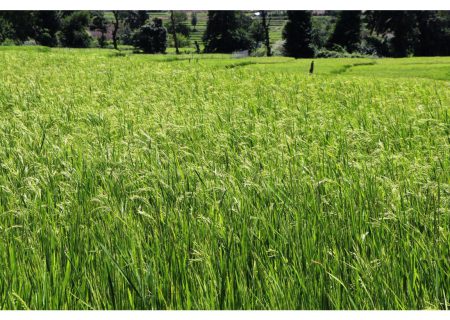 تولید برنج سالم به روش مدیریت تلفیقی در ساری