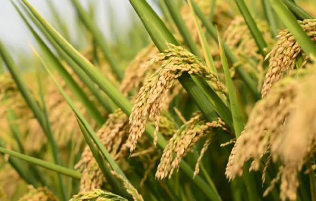 ۲.۲ میلیون تن تولید امسال برنج کشور