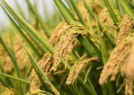 ۲.۲ میلیون تن تولید امسال برنج کشور