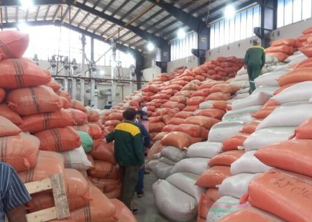 خرید ۹۵۰۰ تنی برنج از کشاورزان گیلانی