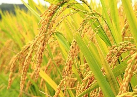 کدگذاری چرخه تولید، از تخلیط برنج جلوگیری می‌کند