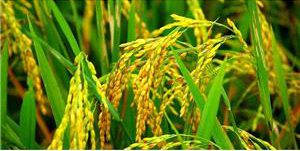 کشت برنج در ۱۴۰ هکتار از مزارع مازندران بدون استفاده آفت‌کش