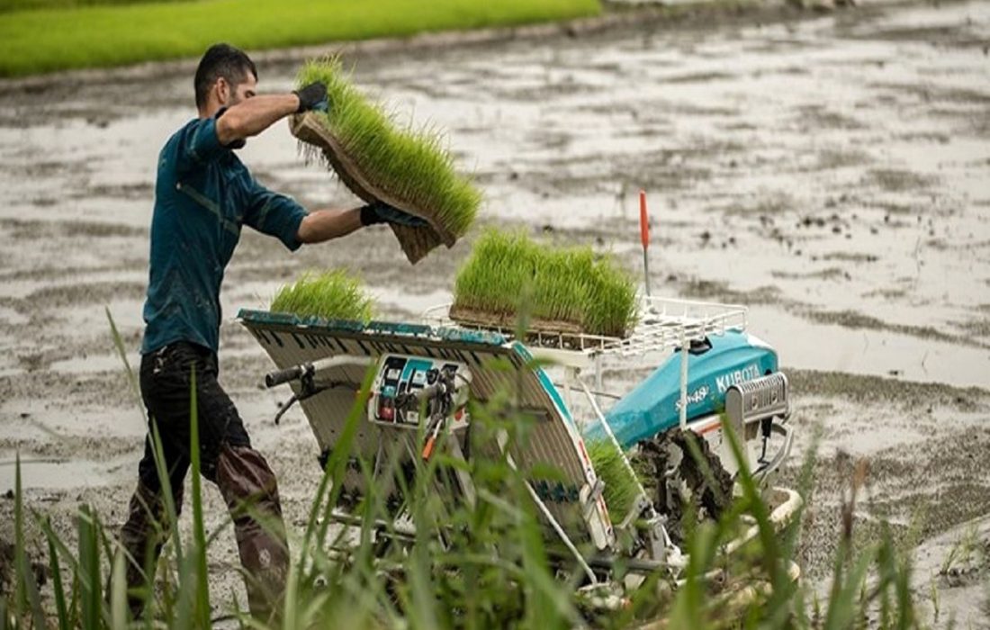 پتانسیل خودکفایی برنج با مدیریت و زیرساخت آب امکان پذیر است