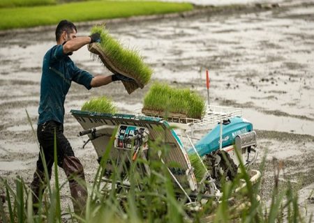پتانسیل خودکفایی برنج با مدیریت و زیرساخت آب امکان پذیر است