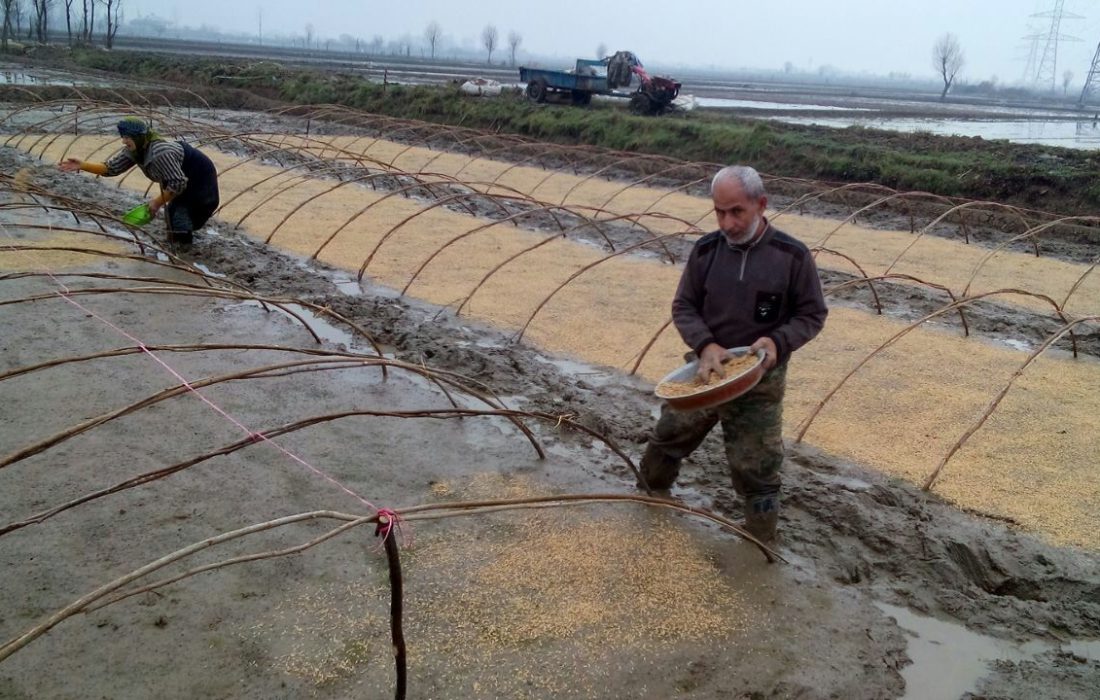 خزانه‌گیری برنج در شالیزارهای مازندران آغاز شد