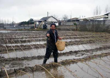 شالیکاران مازندران از بذرپاشی خزانه برنج خود داری کنند