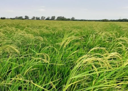 مزایای تولید برنج پرمحصول برای کشاورزان گیلانی تبیین شود