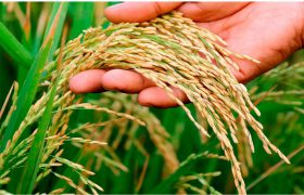 ۲۷ رقم برنج در کشور معرفی و کشت شده است