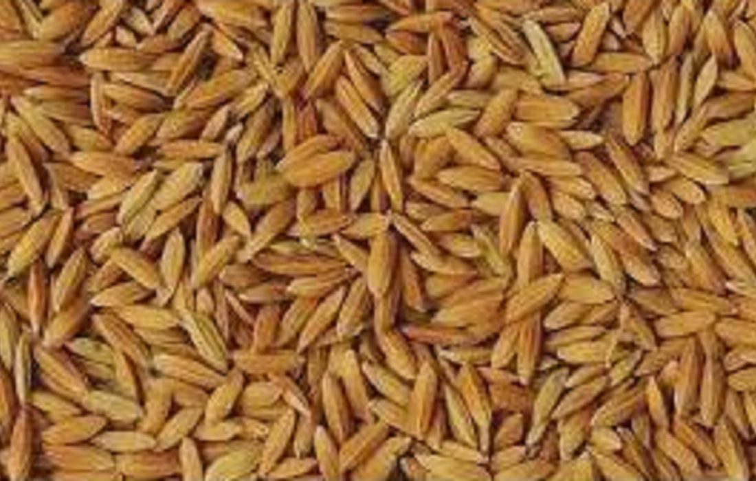 توزیع ۱۹۶ تن بذر شلتوک برنج در مازندران