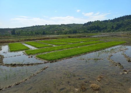 تولید برنج تلفیقی در ۳۰۰۰ هکتار از شالیزارهای مازندران
