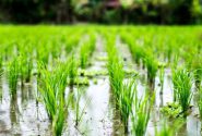 مصرف آب در کشت برنج با اجرای طرح قطره‌ای نواری به یک سوم می‌رسد