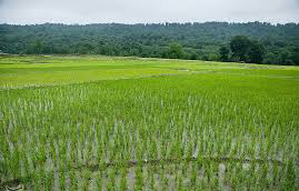 کشت برنج بدون سم در شالیزارهای مازندران افزایش یافت