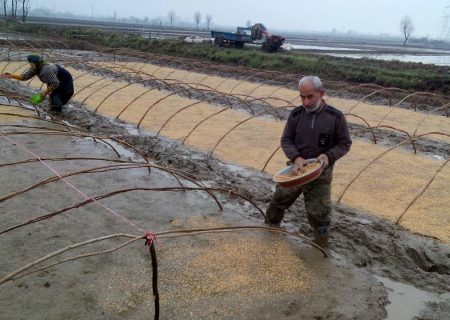 خزانه گیری برنج در شالیزارهای قزوین آغاز شد