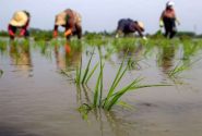 نشاء برنج در ۱۱۵ هزار هکتار از اراضی کشاورزی گیلان