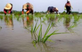 نشاء برنج در ۱۱۵ هزار هکتار از اراضی کشاورزی گیلان