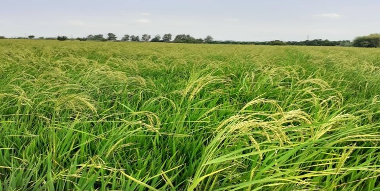 دشت هراز بزرگترین تولیدکننده برنج مازندران است